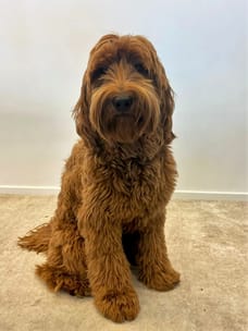 Sam - Field Department